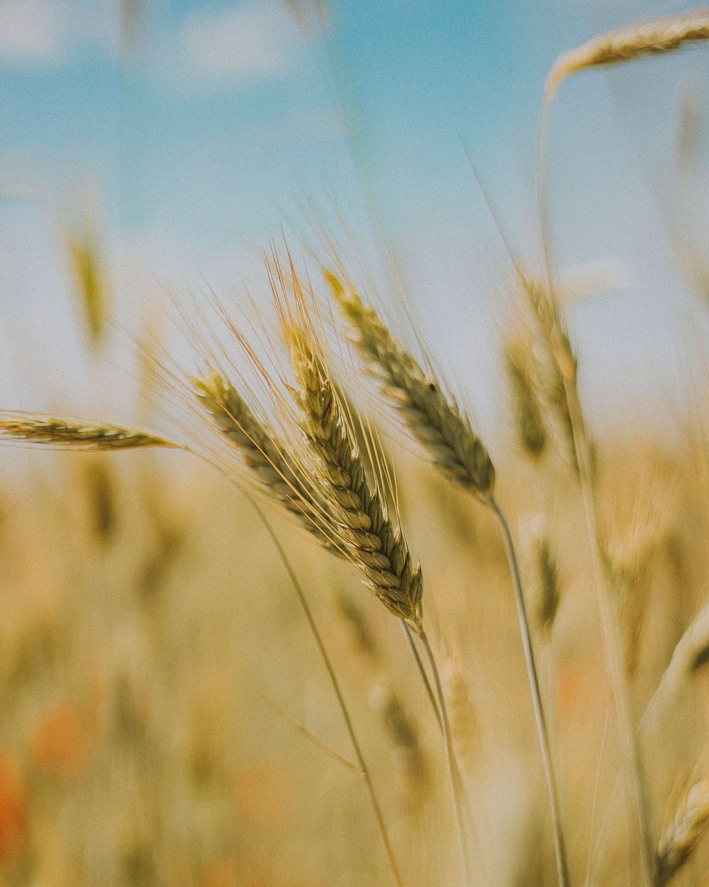 Free autumn wheat background public domain CC0 photo.