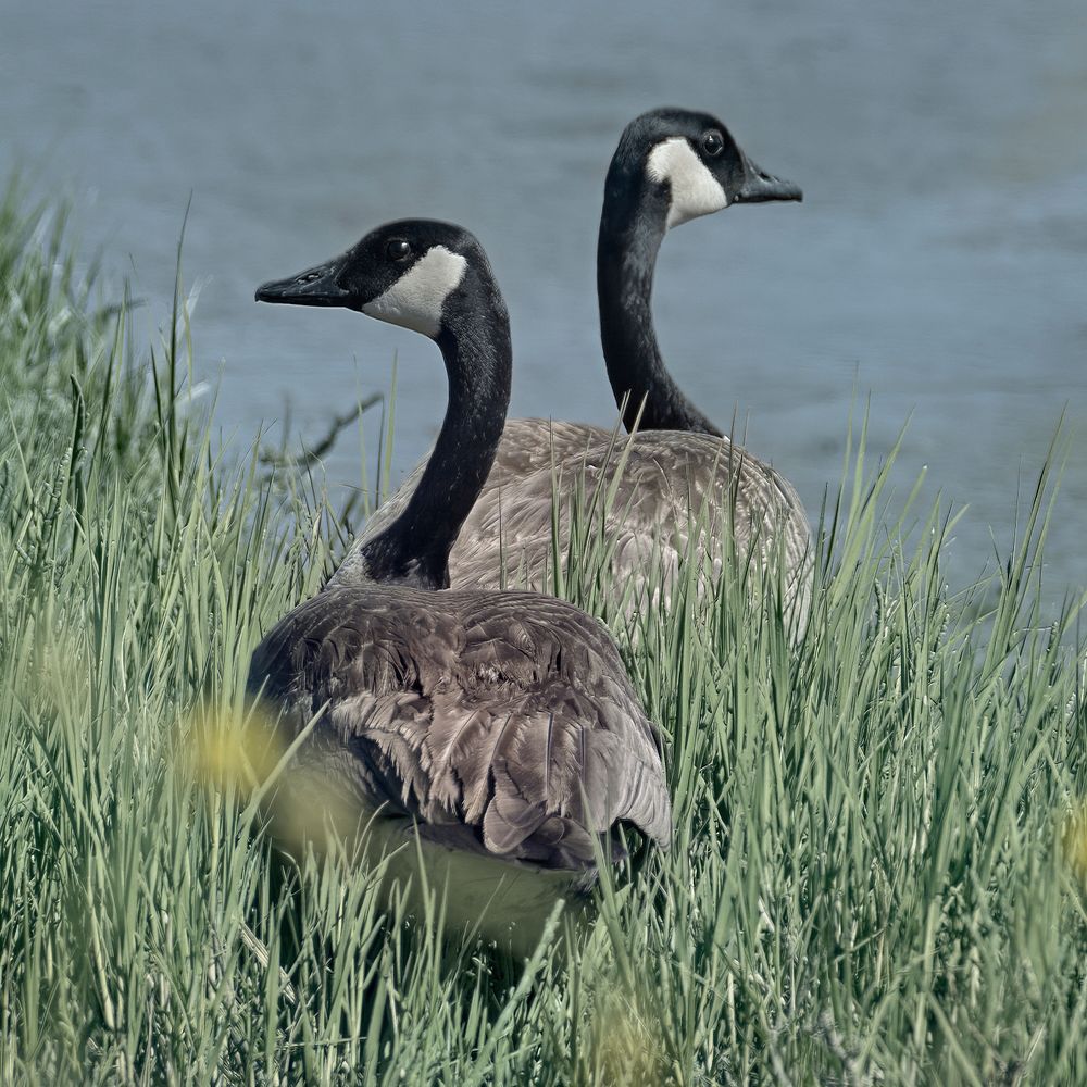Free 2 goose walking on grass near water image, public domain animal CC0 photo.