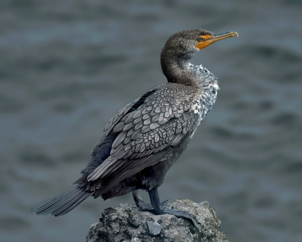 Free big beak bird in nature portrait photo, public domain animal CC0 image.