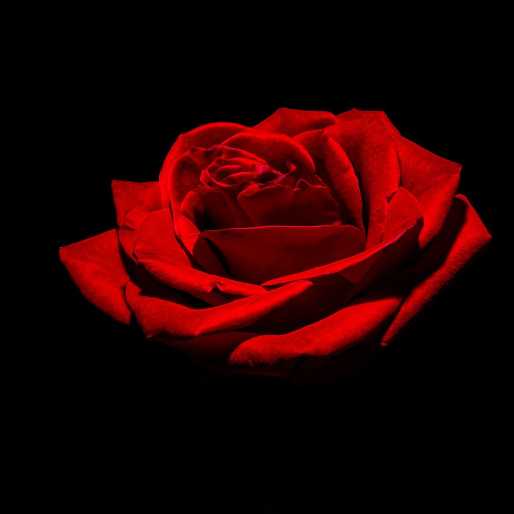 Free red rose image, public domain flower CC0 photo.