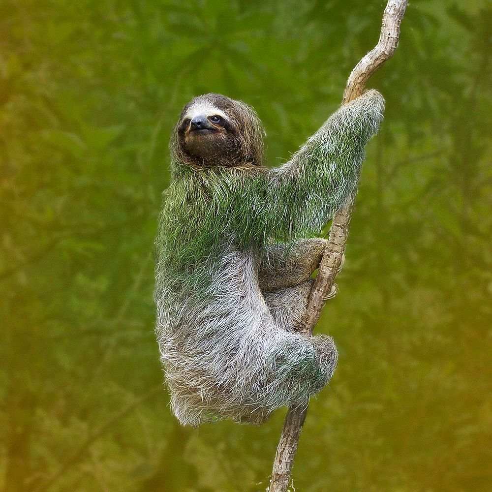 Free sloth climbing branch portrait photo, public domain animal CC0 image.