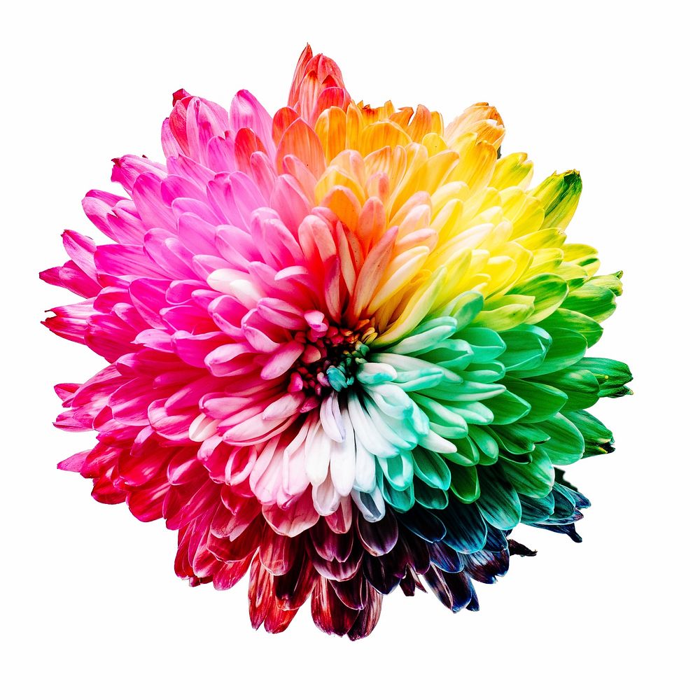 Free colorful chrysanthemum image, public domain flower CC0 photo.