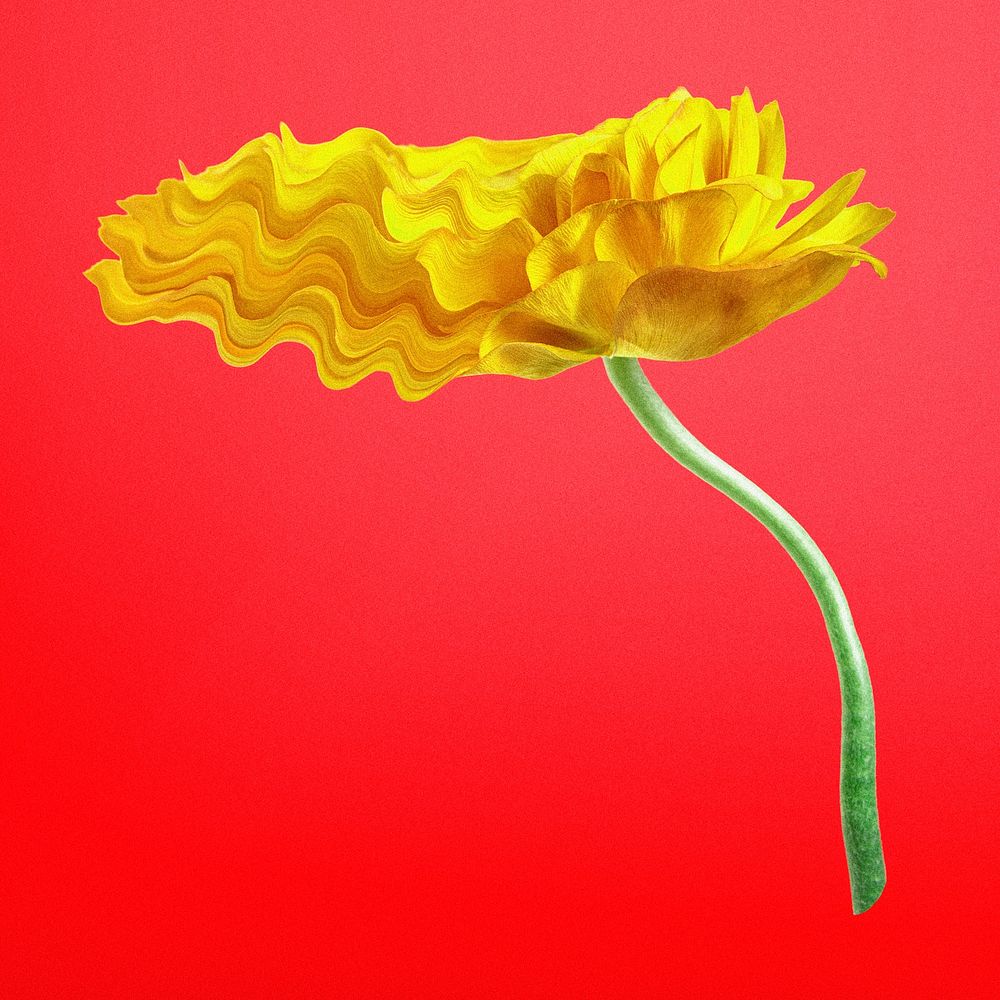 Buttercup flower PSD sticker, yellow trippy psychedelic art