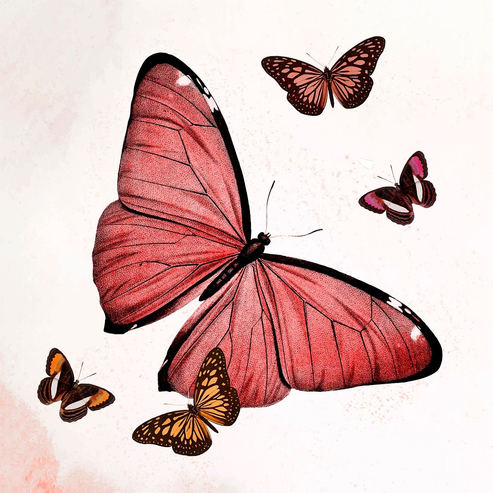 Butterfly red illustration vector, remixed from vintage public domain images