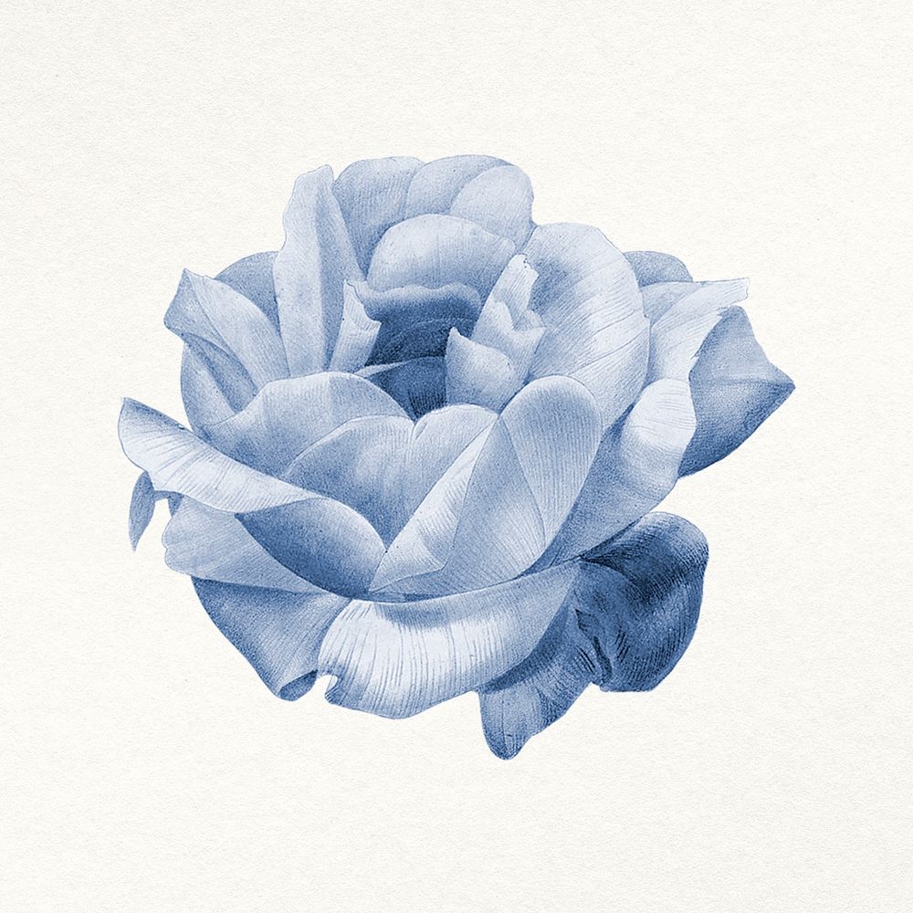 Flower vintage illustration psd, remixed from public domain images