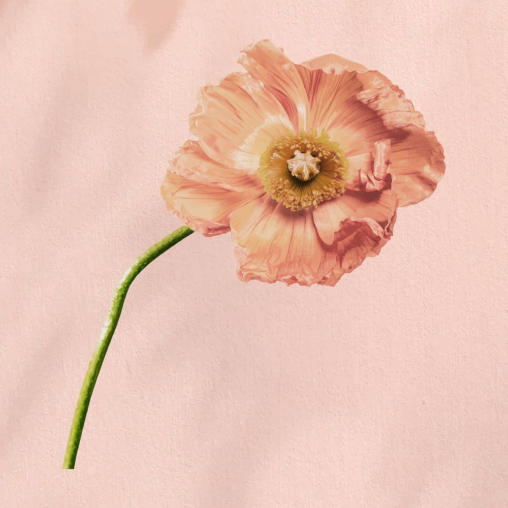 Pink poppy flower collage element vector
