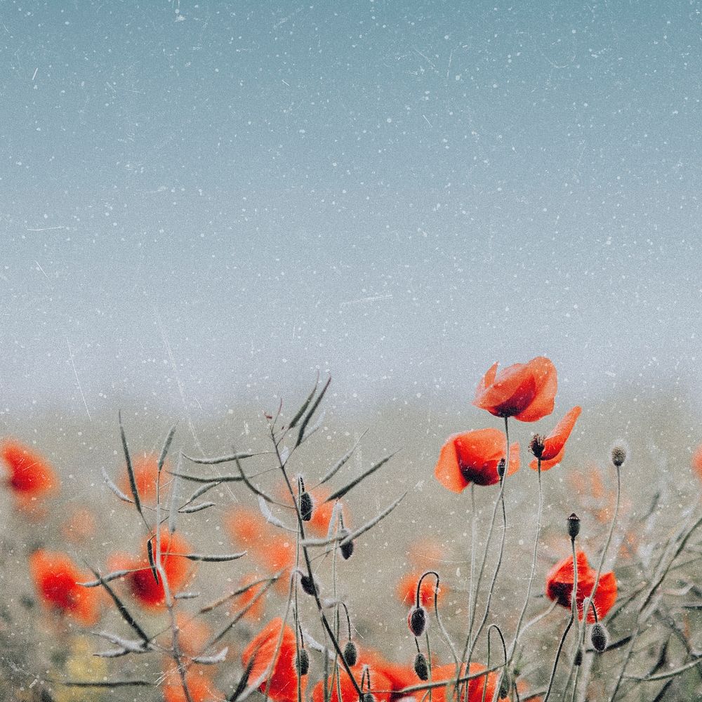 Poppy background, aesthetic spring vibes design