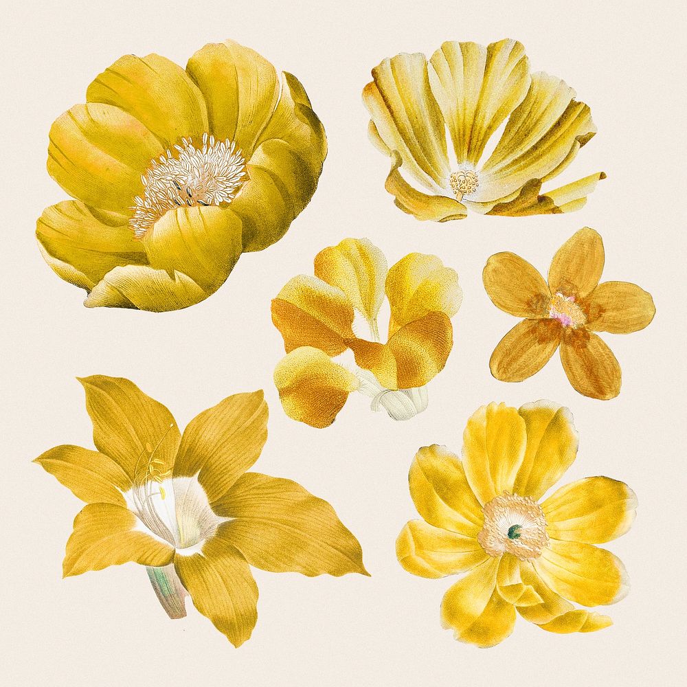 Yellow flowers stickers, vintage botanical design set psd, remixed from original artworks by Pierre Joseph Redouté