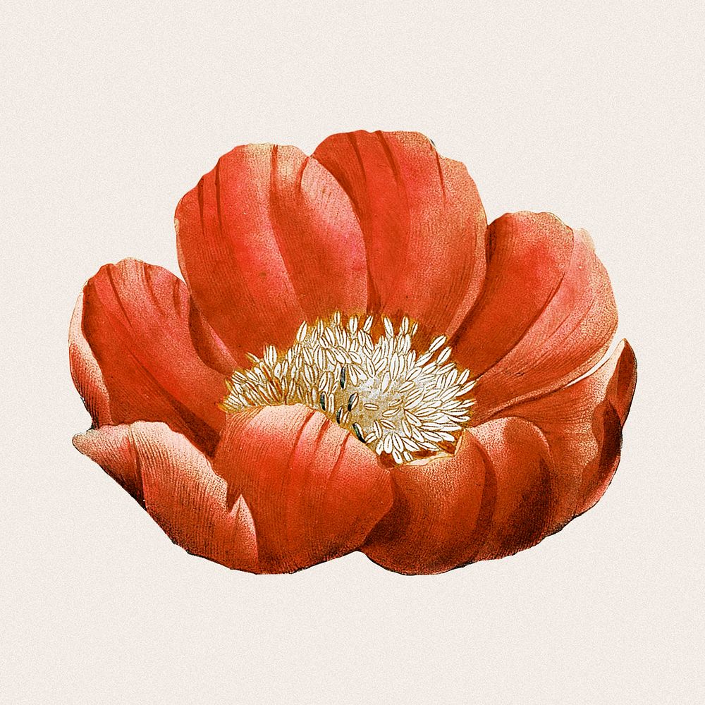 Red flower sticker, vintage botanical design psd, remixed from original artworks by Pierre Joseph Redout&eacute;