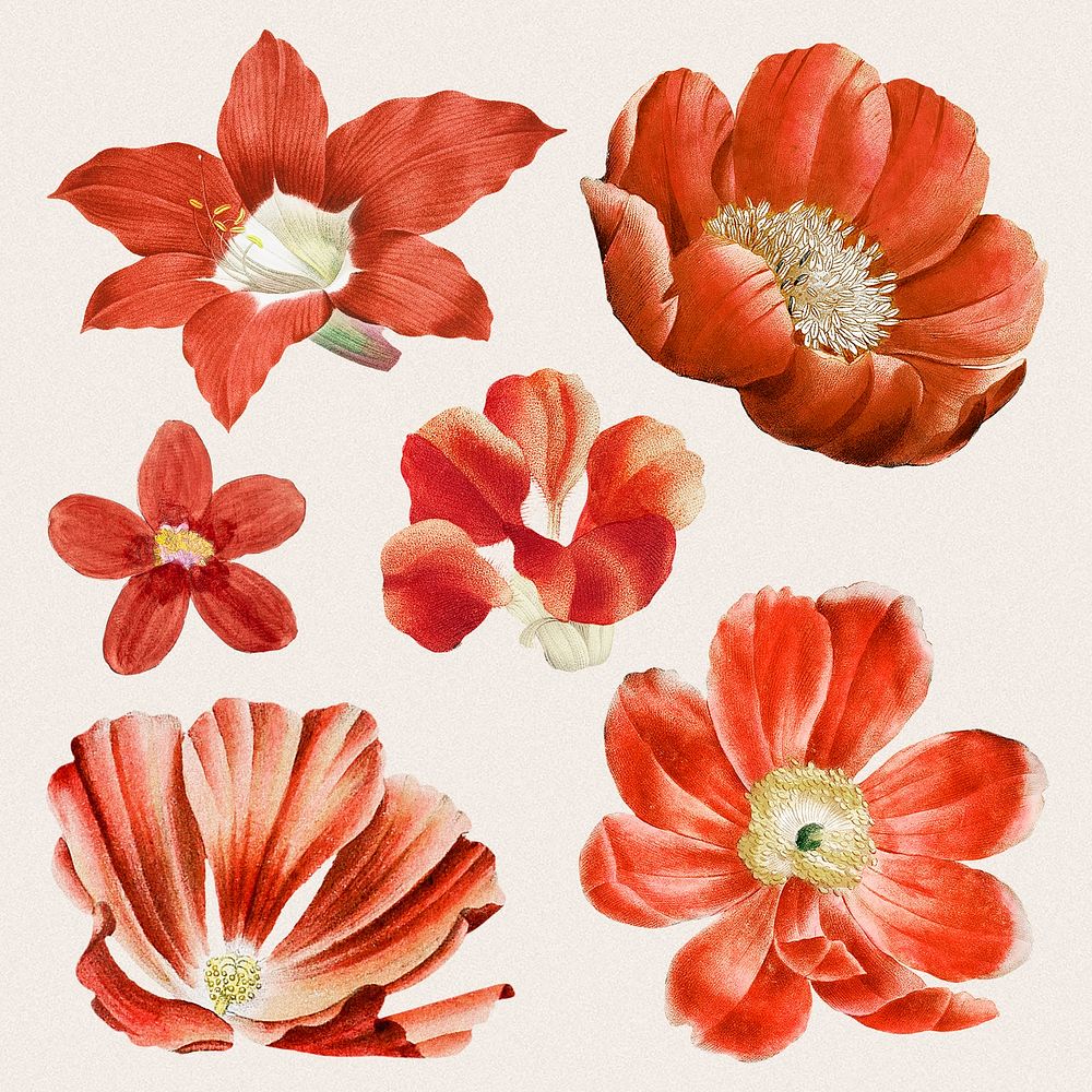 Flowers stickers, vintage red botanical design set psd, remixed from original artworks by Pierre Joseph Redout&eacute;