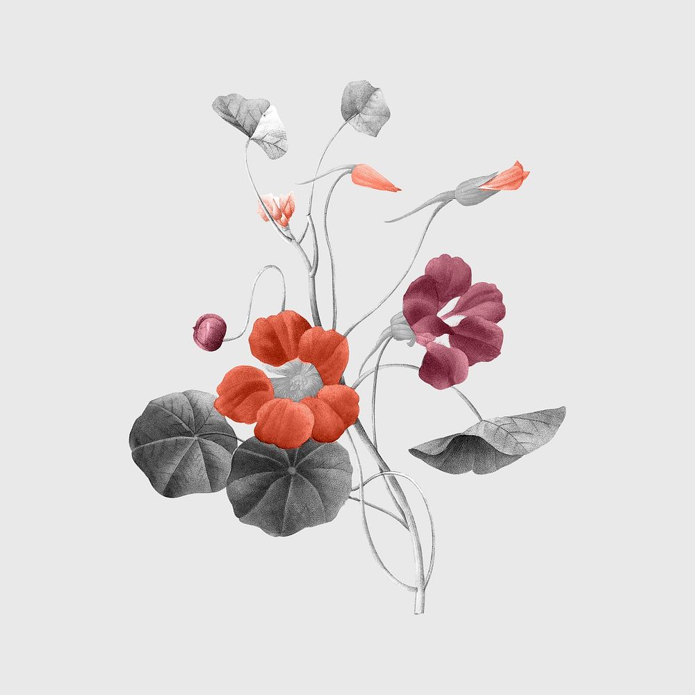 Vintage flower sticker, grayscale red botanical design psd, remixed from original artworks by Pierre Joseph Redouté