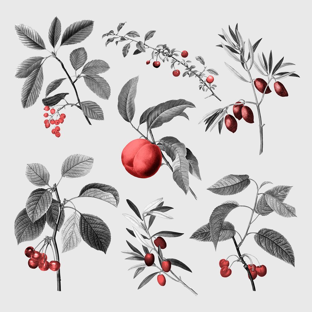 Peach fruits stickers, red retro botanical design set psd, remixed from original artworks by Pierre Joseph Redout&eacute;