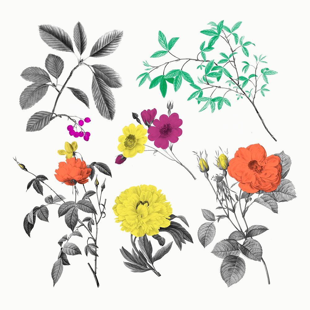 Aesthetic botanical stickers, vintage design set psd, remixed from original artworks by Pierre Joseph Redout&eacute;
