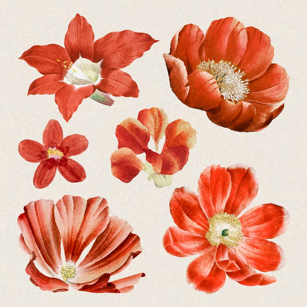 Red flowers stickers, vintage botanical design set vector, remixed from original artworks by Pierre Joseph Redout&eacute;