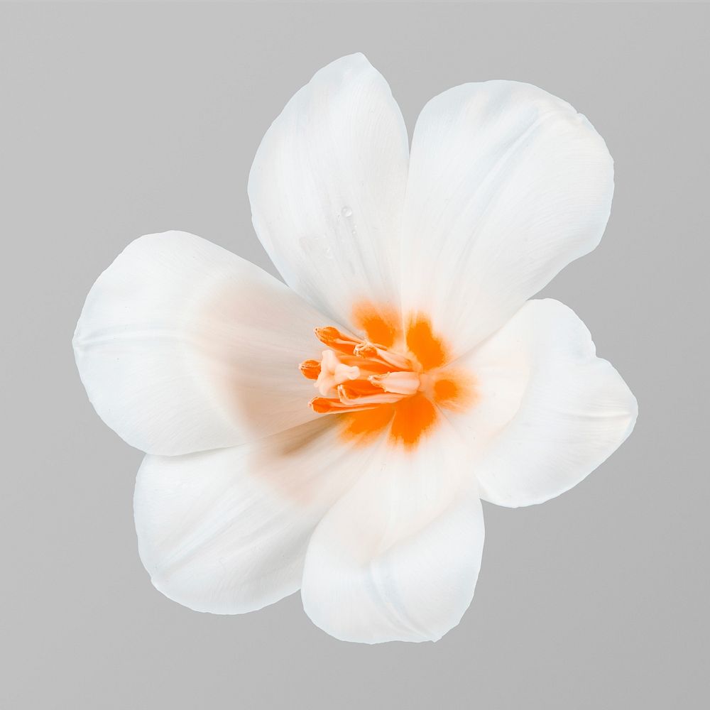 White crocus flower, greige floral design