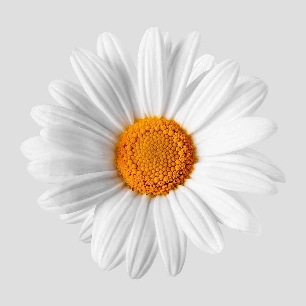 Daisy flower, greige floral design