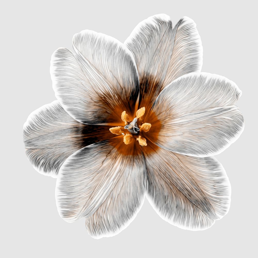 Lily flower, greige floral design