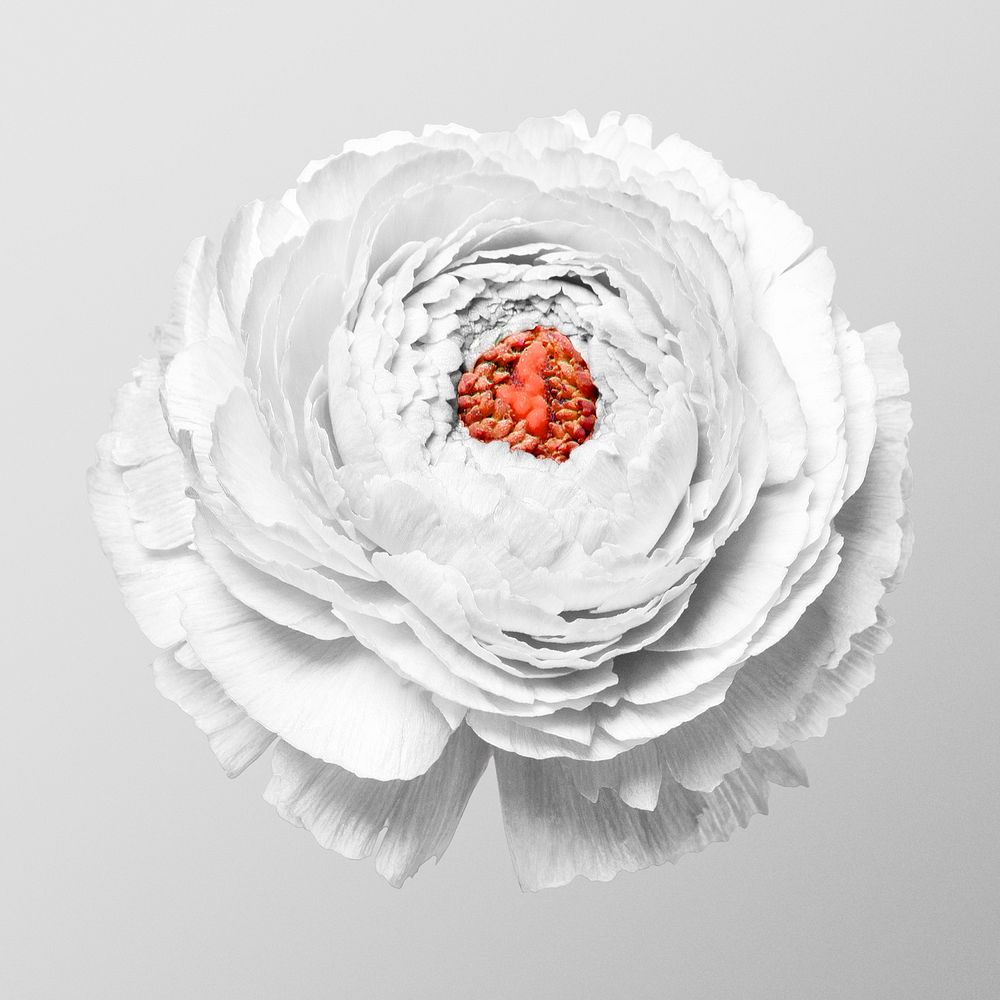Persian buttercup flower collage element, botanical floral design