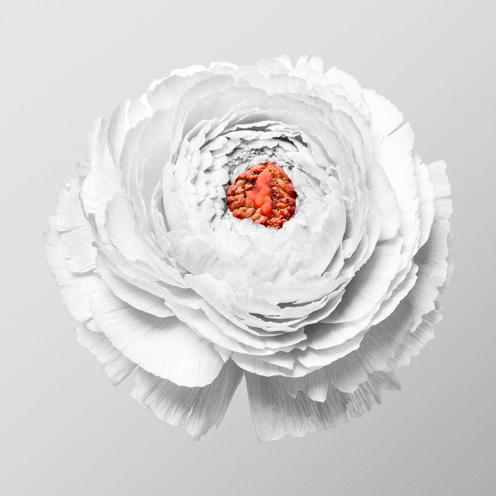 Botanical sticker, Persian buttercup flower, psd design element