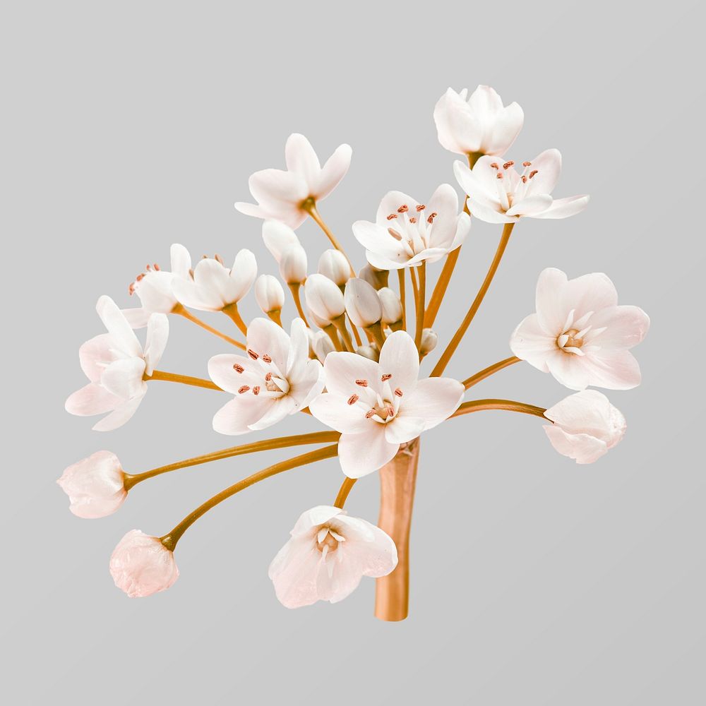 White blossom flower collage element, botanical floral design