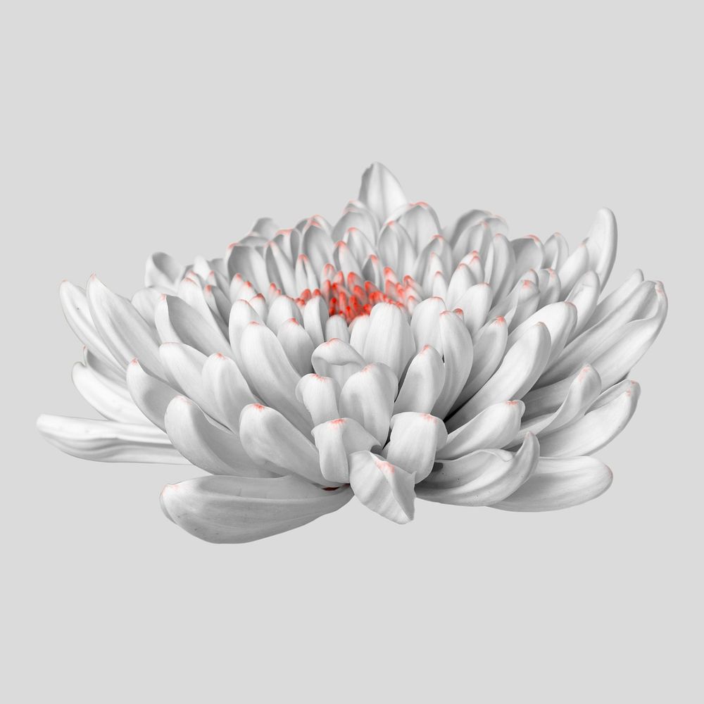 Chrysanthemum flower collage element, botanical floral design