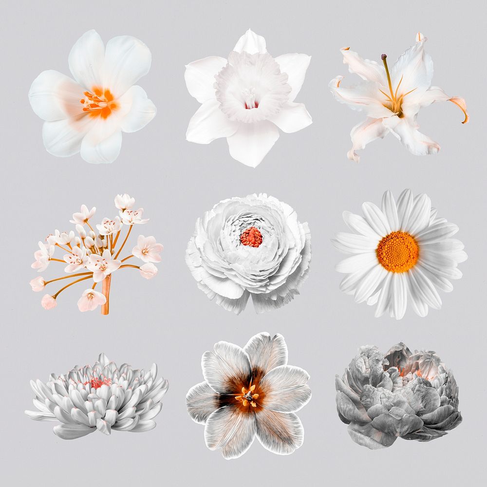 Botanical flower stickers, feminine collage element set psd