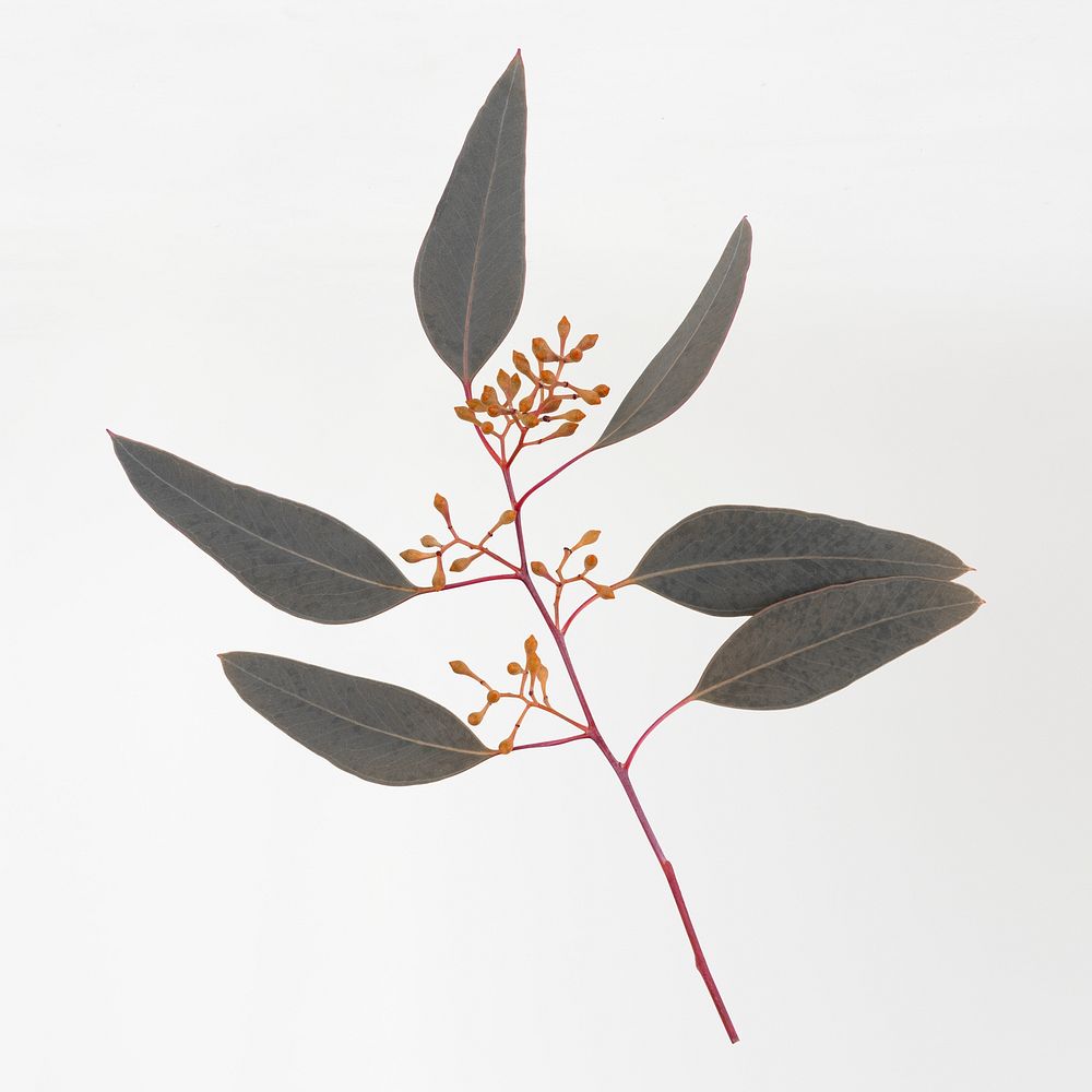 Eucalyptus leaves collage element, botanical design