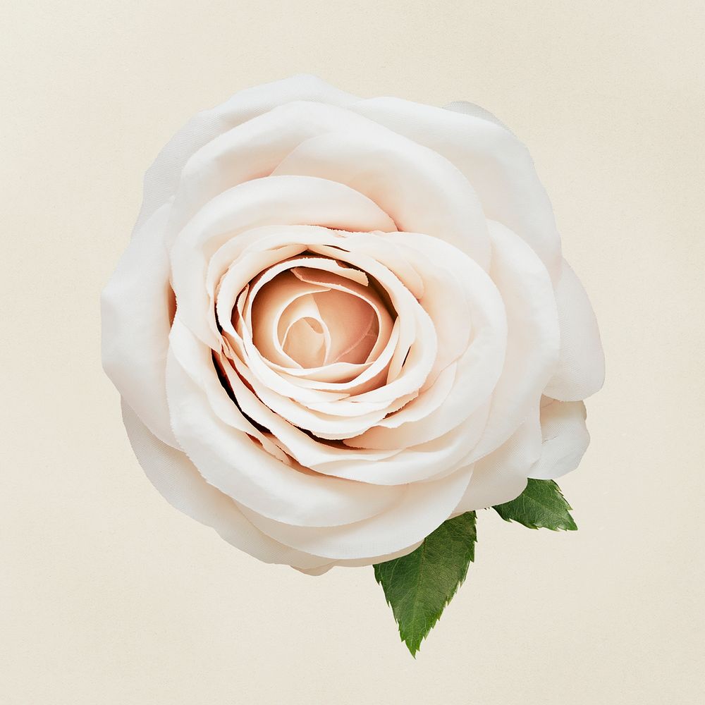 White rose flower collage element, floral psd sticker