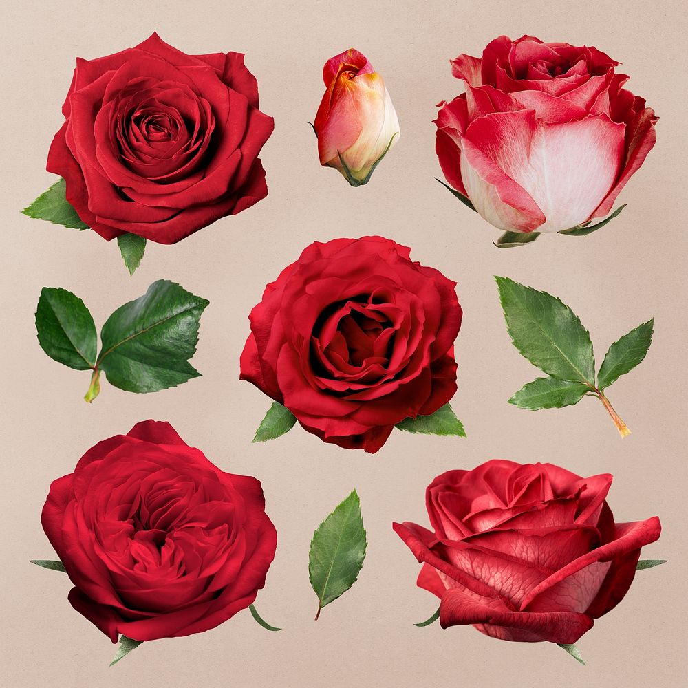 Red rose collage element, flower, psd set