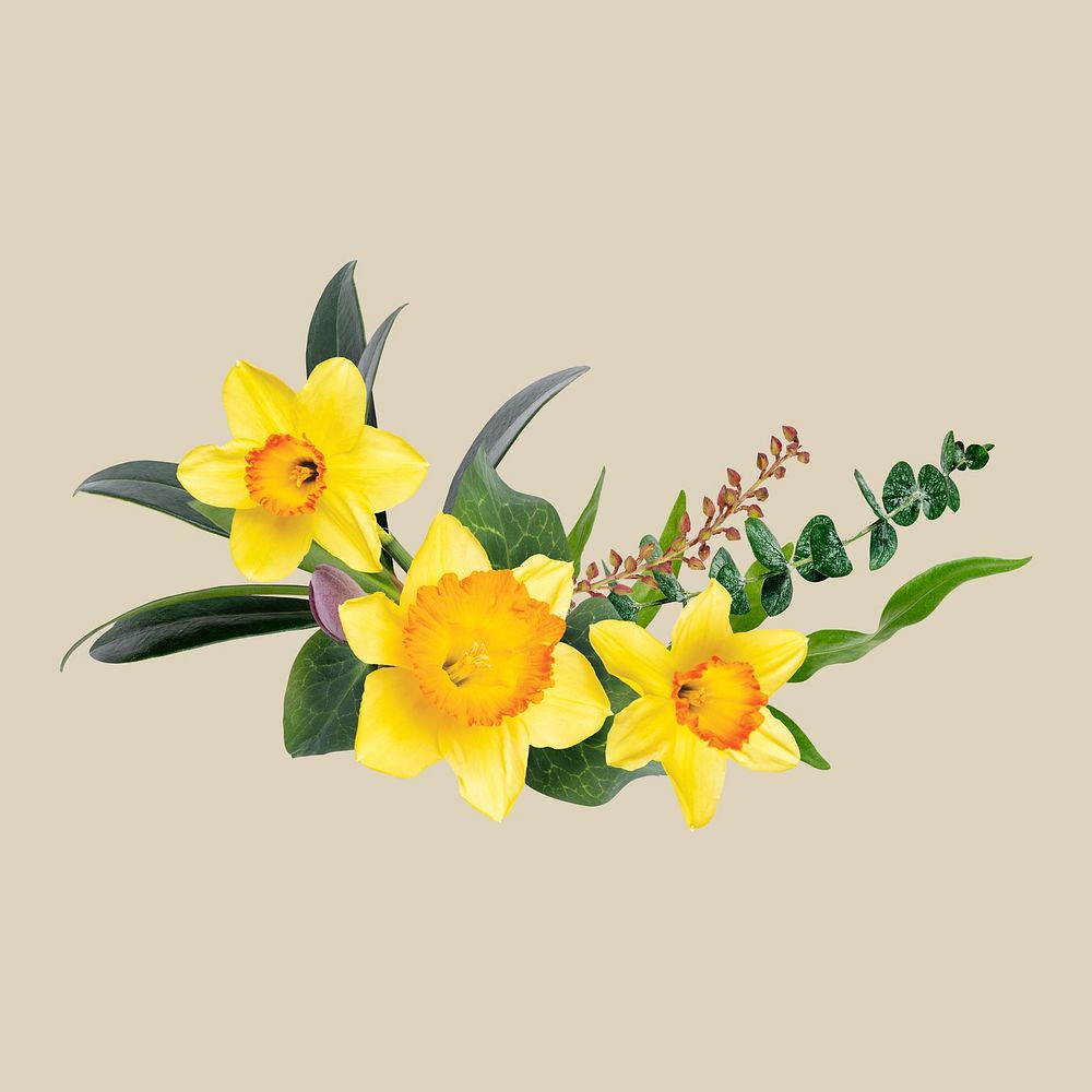 Daffodils flower collage element, floral psd sticker