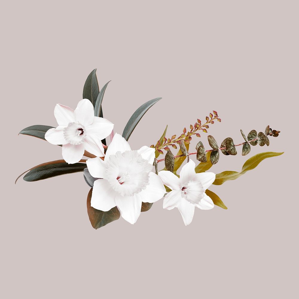 Botanical sticker, daffodil flowers, psd design element