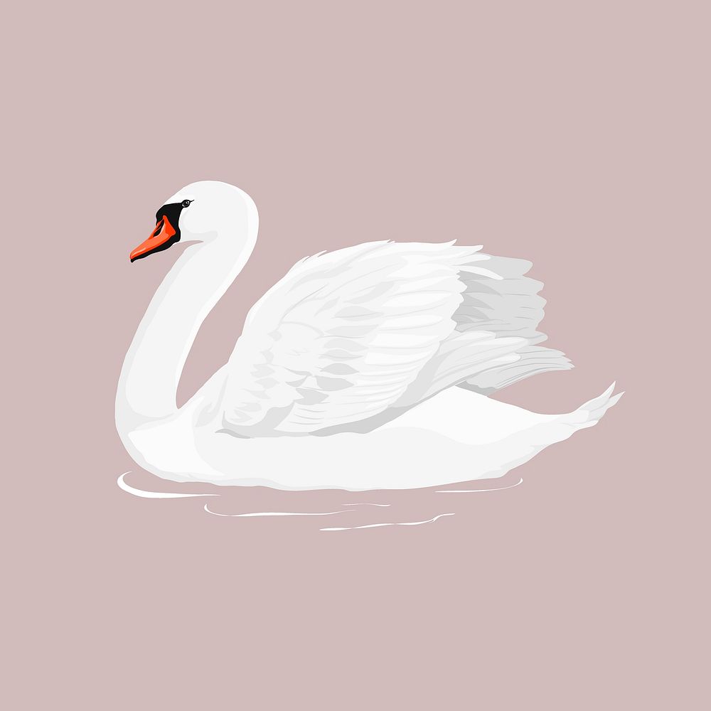 White swan, bird illustration vectorized clipart