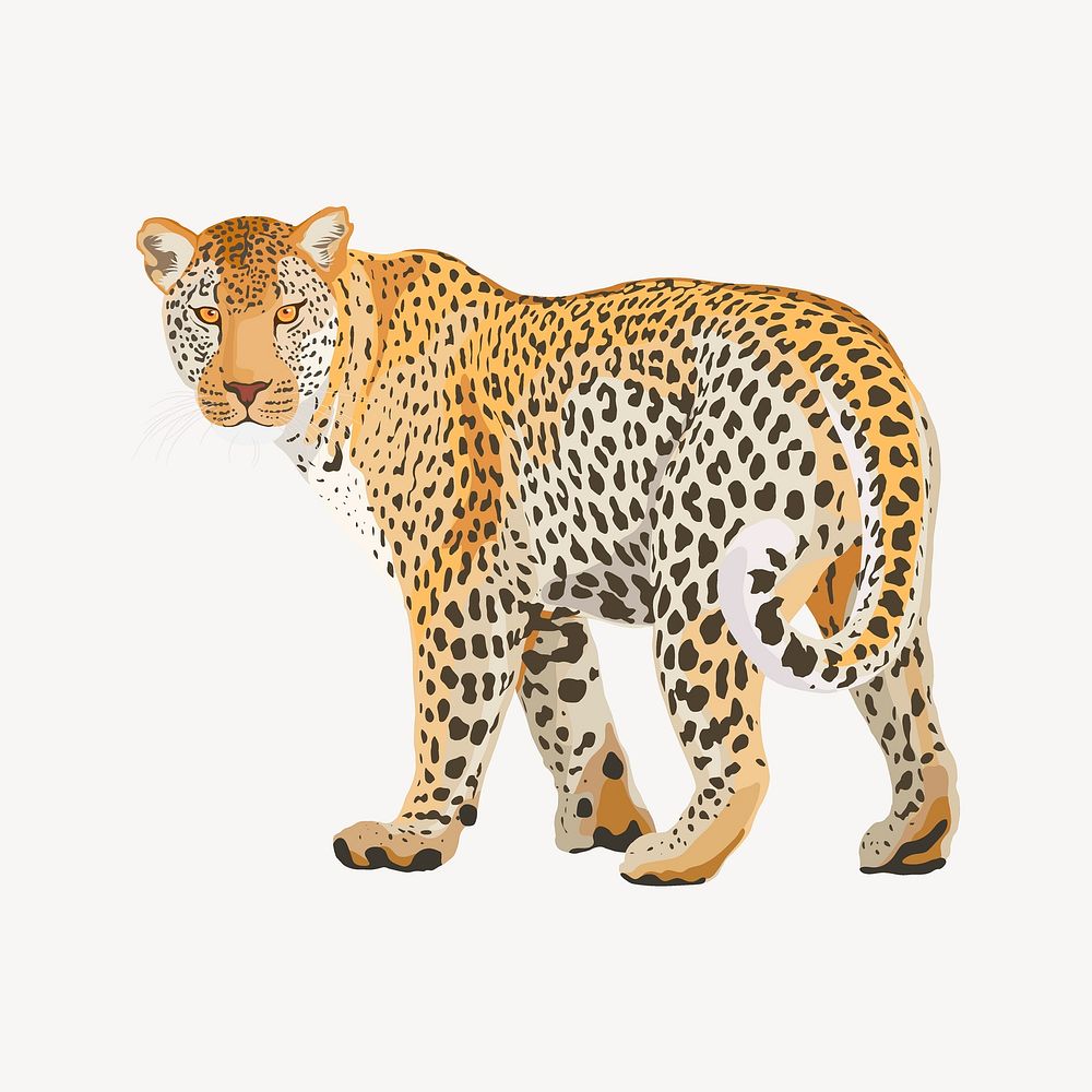 Leopard illustration clipart, vectorized safari wild animal