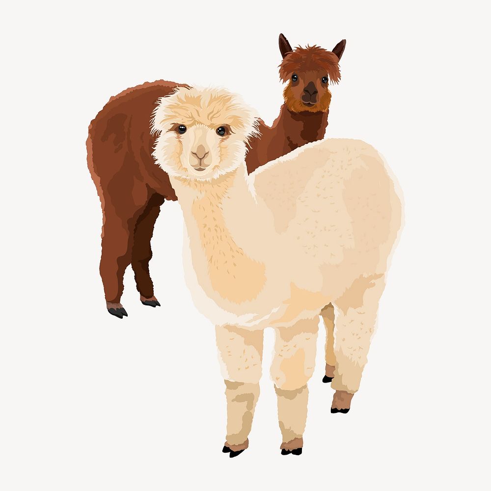 Alpacas, white and brown illustration clipart