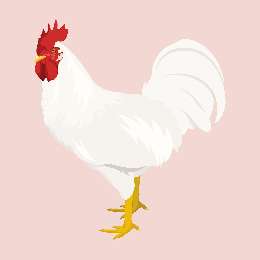 White rooster illustration clipart, male chicken