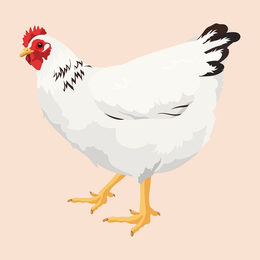 Chicken clipart, white hen illustration