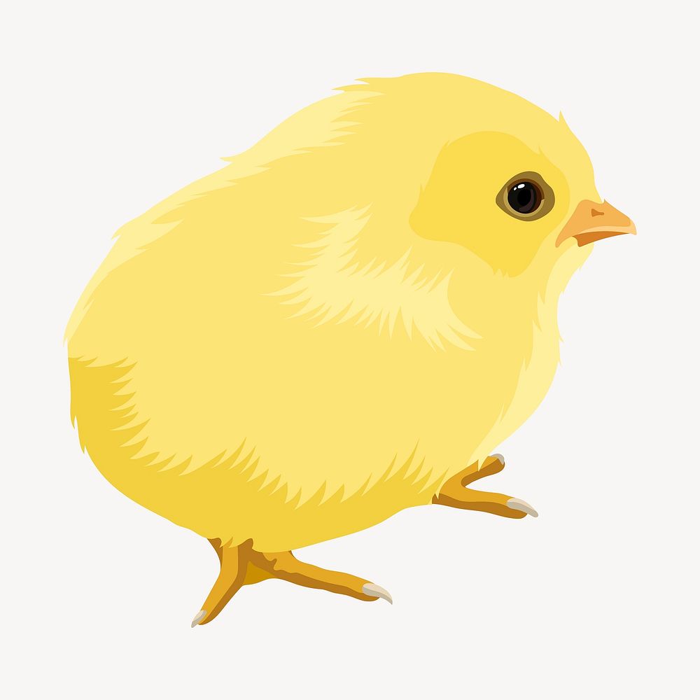 Baby chick illustrationn, realistic clipart