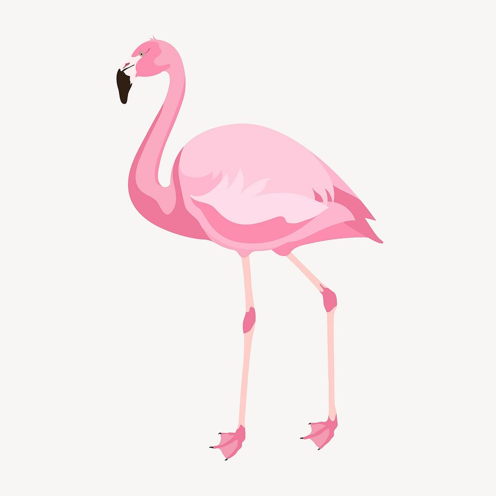 Pink flamingo illustration, realistic animal clipart