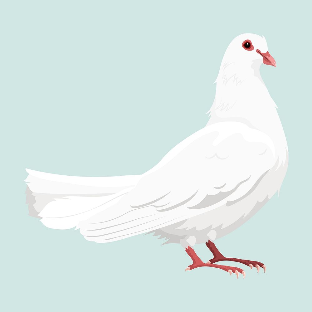 White dove, peace symbol illustration, animal clipart