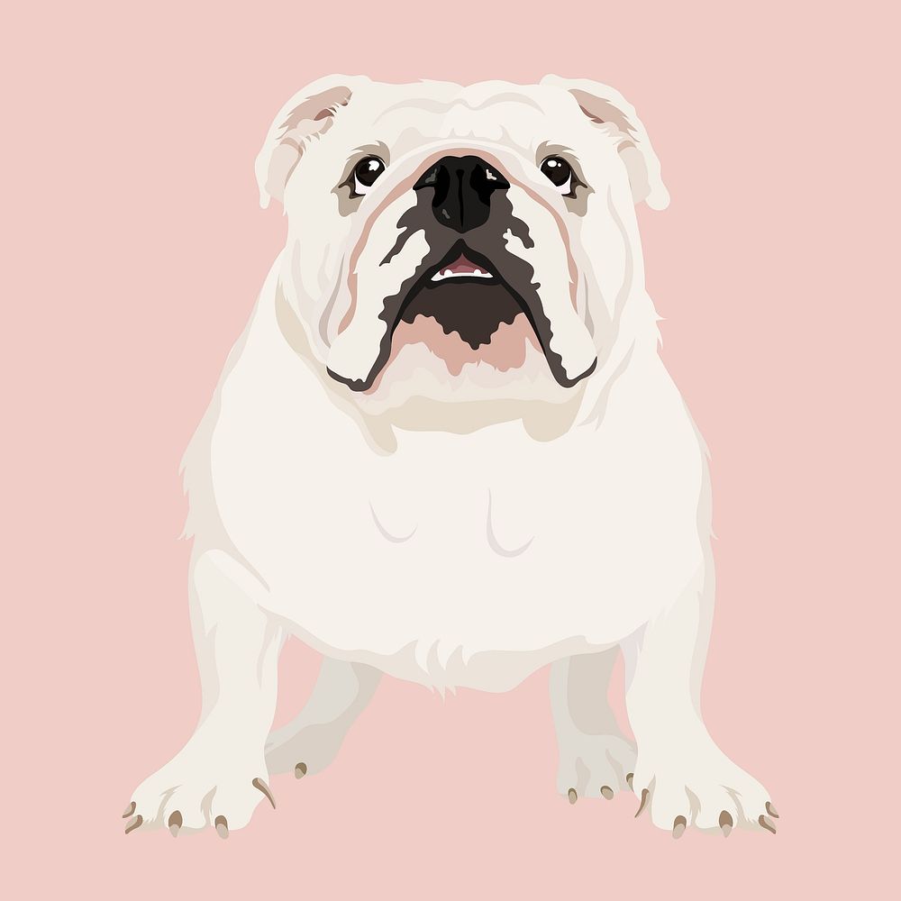 English bulldog, dog illustration clipart
