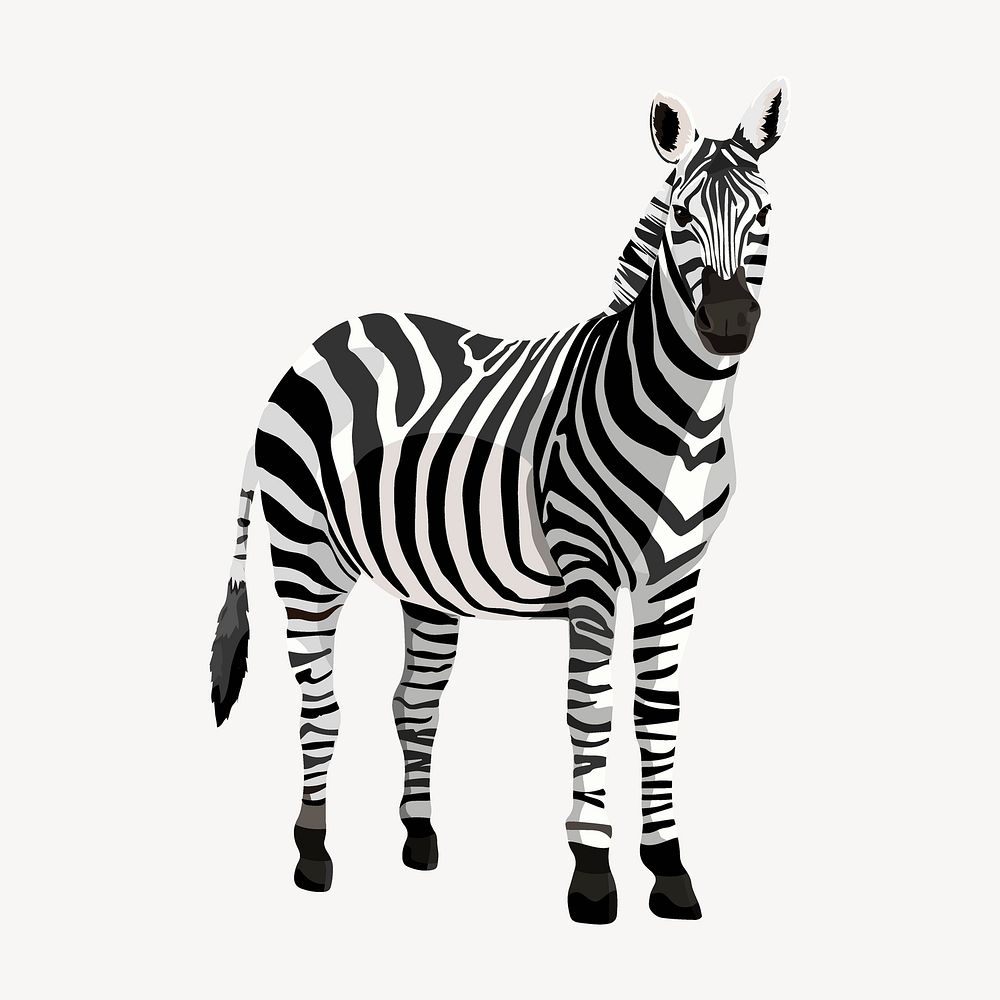 Zebra safari animal, wild life illustration clipart 