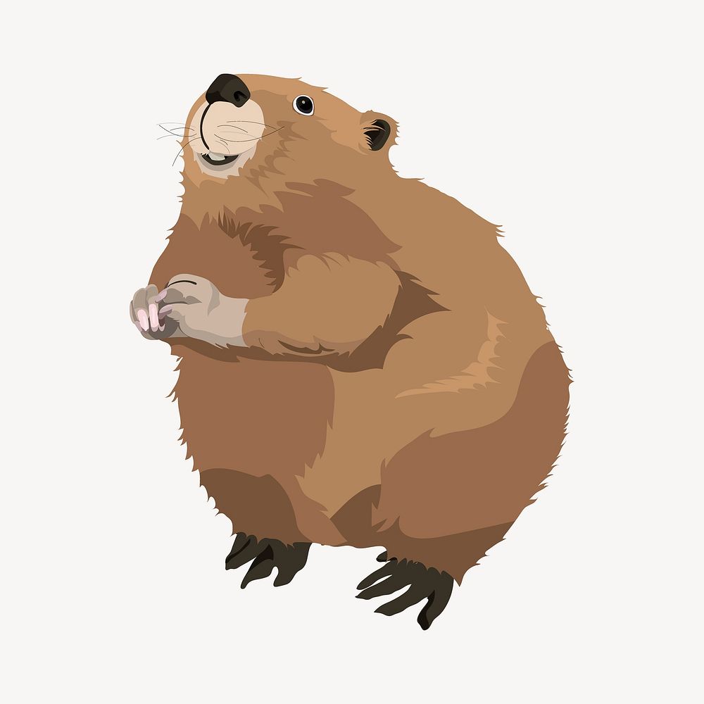 Beaver illustration, cute animal, realistic clipart