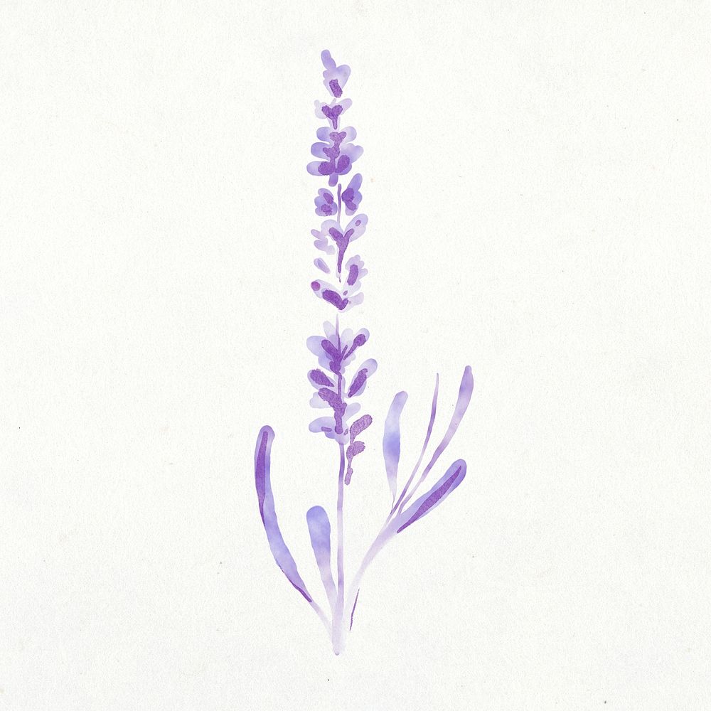 Lavender clip art, floral watercolor | Free Photo Illustration - rawpixel