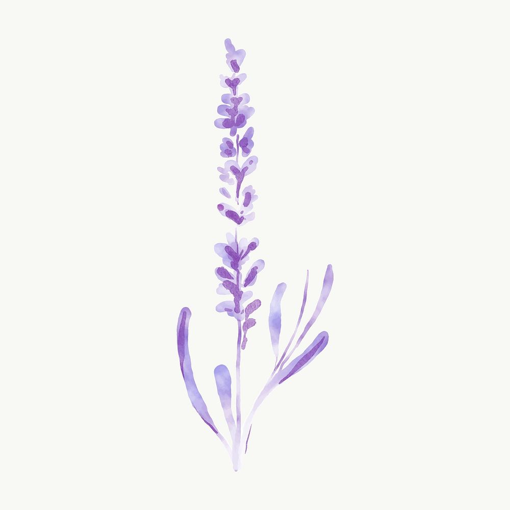 Lavender flower clipart, watercolor purple illustration vector