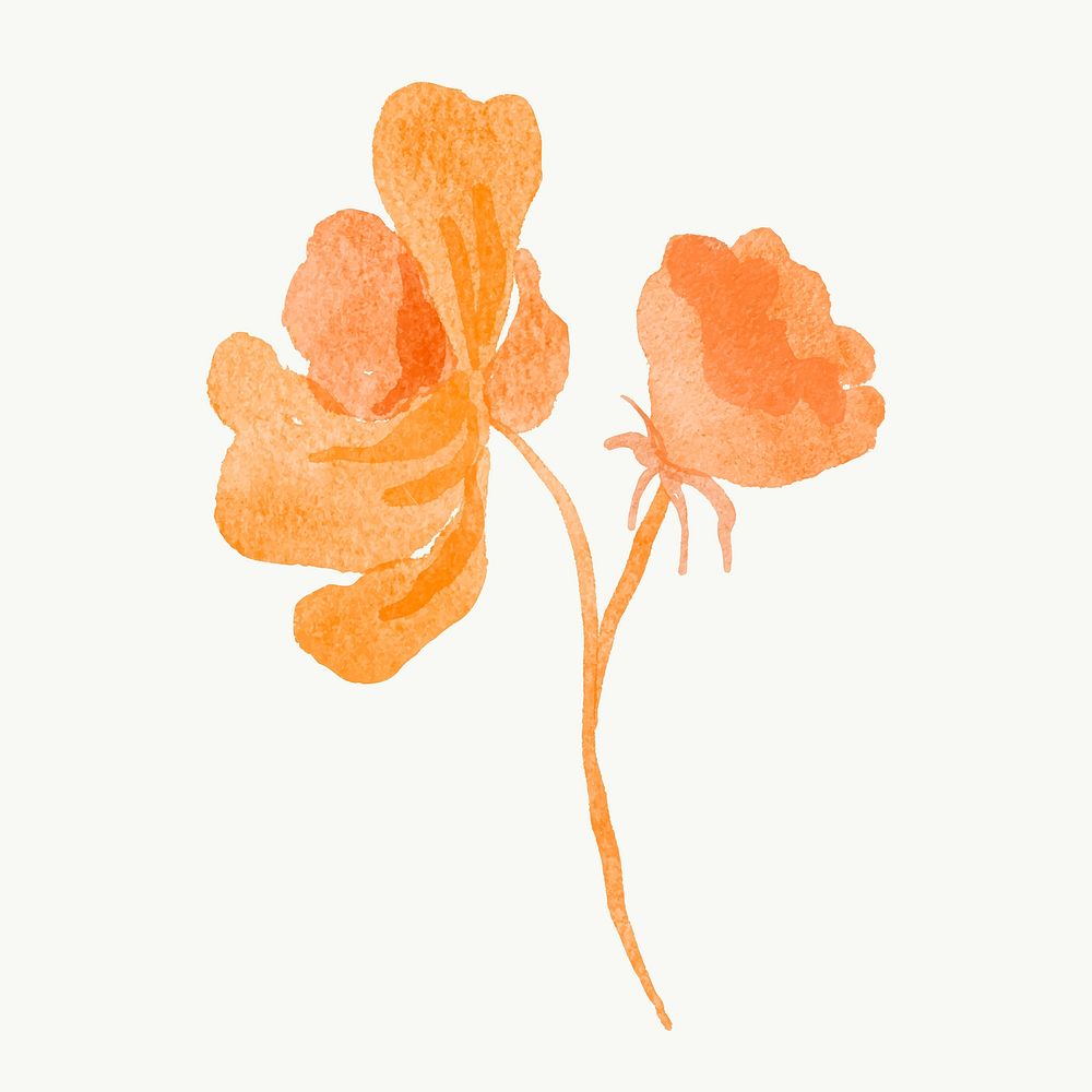 Floral png sticker, orange flower, nature watercolor illustration vector
