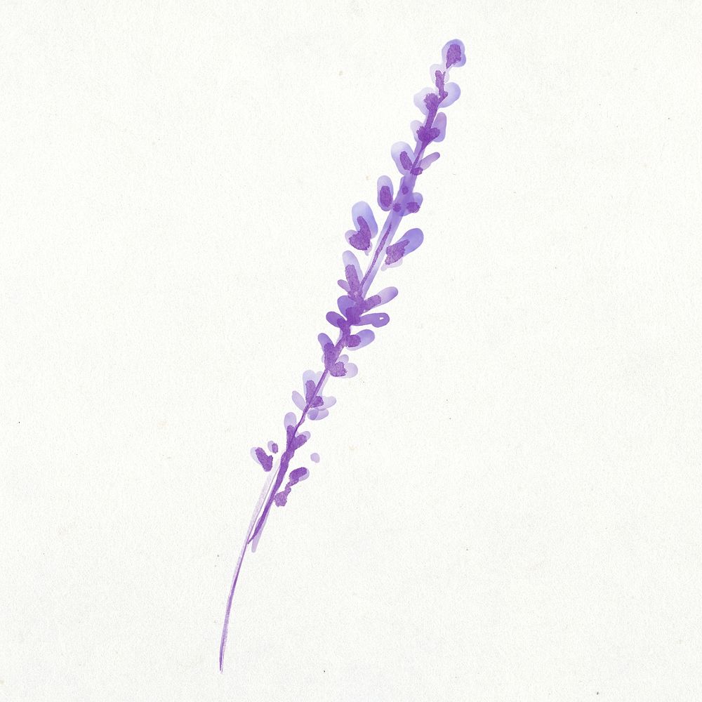 Lavender flower clipart, watercolor purple illustration psd