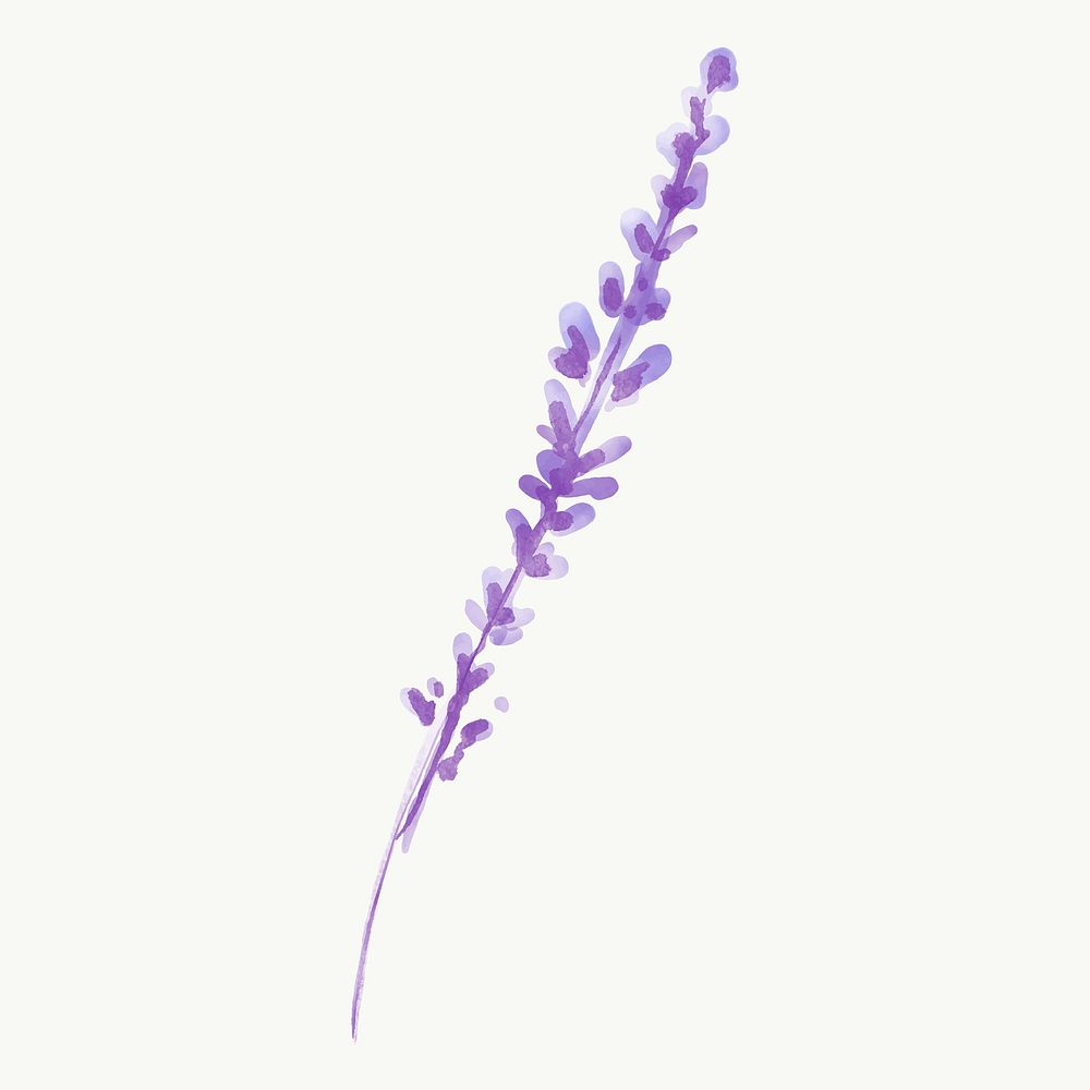Lavender flower clipart, watercolor purple illustration vector