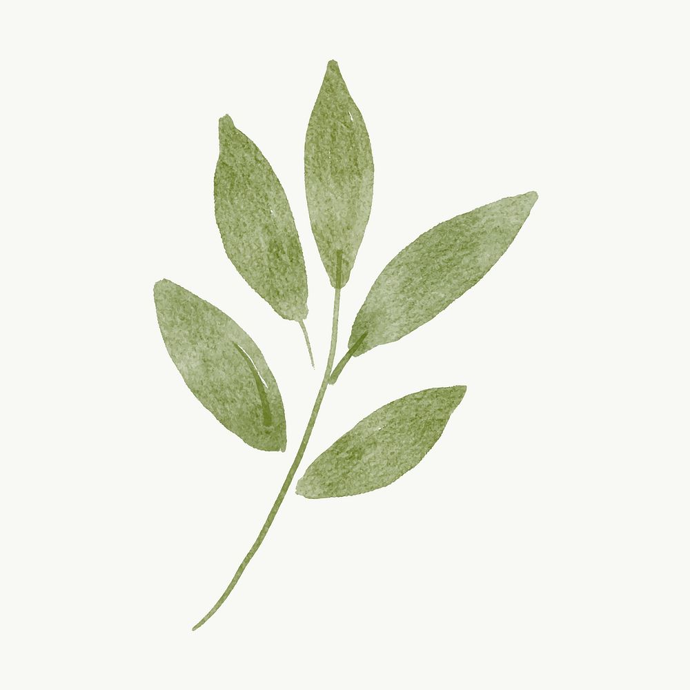 Botanical leaf png collage element, green watercolor design vector