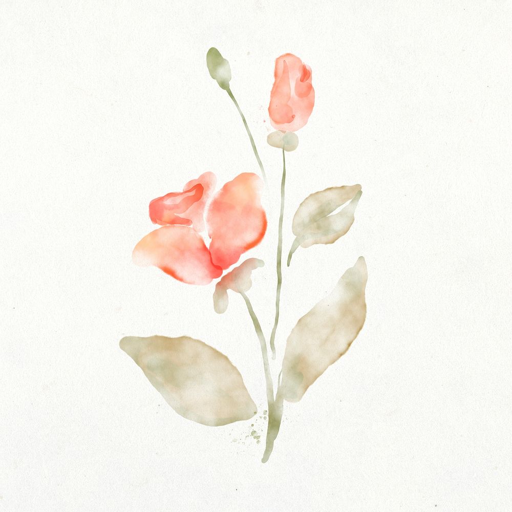 Floral clip art, rose, nature watercolor illustration