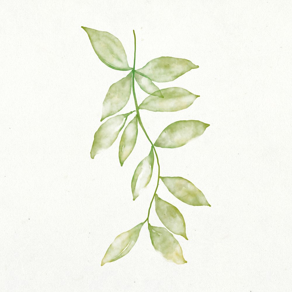 Botanical leaf png collage element, green watercolor design psd